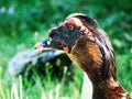 colorful male Muscovy duck close up portrait with green background. Royalty Free Stock Photo