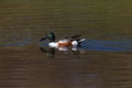 Colorful male northern shoveler anas clypeata swimming, mirror