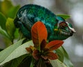 Colorful male panther chameleon Furcifer pardalis