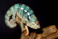 Colorful male panthera chameleon