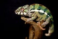 Colorful male panthera chameleon Royalty Free Stock Photo