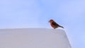 Colorful male parrot crossbill (Loxia pytyopsittacus) sitting on a snowy rooftop