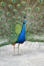 Colorful male peacock side view in Tenerife Royalty Free Stock Photo