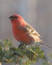 A colorful male Pine Grosbeak rests on a pine bough.