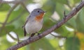 The male Red-breasted Flycatcher Ficedula parva on a branch Royalty Free Stock Photo