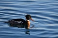 Colorful male Red-breasted Merganser duck swimming Royalty Free Stock Photo