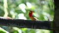 Colorful Male Red-headed Barbet, Eubucco bourcierii, at a feeder in Ecuador