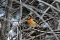 Colorful male Varied Thrush
