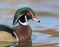 Wood duck closeup profile portrait