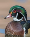 Wood duck closeup profile portrait