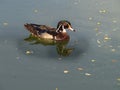 Colorful male of wood duck, named also Carolina duck, zoological name Aix sponsa. small ornamental duck. Royalty Free Stock Photo