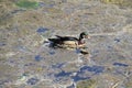 A colorful male wood duck swimming in a stream Royalty Free Stock Photo