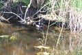 A colorful male wood duck swimming in a stream with a female in Royalty Free Stock Photo