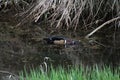 A colorful male wood duck swimming in a stream