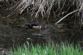 A colorful male wood duck swimming in a stream