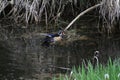 A colorful male wood duck swimming in a stream