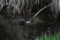 A colorful male wood duck swimming in a stream