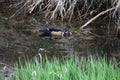 A colorful male wood duck swimming in a stream