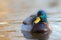 colorful mallard drake closeup