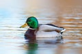 colorful mallard drake on pond