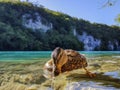 Colorful Mallard Duck drinking water in crystal clear lake