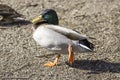 Colorful mallard duck walking and raising a webbed foot while on