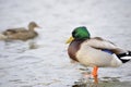 Colorful Mallard Duck and Young Behind
