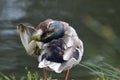 Colorful mallard preening its feathers while standing near a lake with blurred background Royalty Free Stock Photo