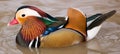 Colorful Mandarin Duck