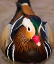 Colorful Mandarin Duck Royalty Free Stock Photo