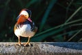 Colorful Mandarin Duck Royalty Free Stock Photo