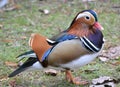 Colorful mandarin duck Aix galericulata Royalty Free Stock Photo