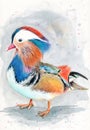 Colorful mandarin duck on a grey background Royalty Free Stock Photo