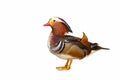 Colorful mandarin duck isolated on white background. Royalty Free Stock Photo