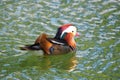 Colorful mandarin duck, Lake Castell del Remei, Lleida Royalty Free Stock Photo