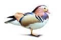 Colorful Mandarin duck standing isolated in white background Royalty Free Stock Photo