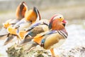 Colorful mandarin duck standing on the rock in the lake