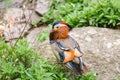 Colorful Mandarin duck Royalty Free Stock Photo