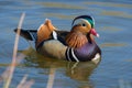 Colorful Mandarin Duck swimming in a pond on a sunny day of spring. Royalty Free Stock Photo