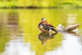 A colorful mandarin duck swims on the water