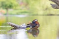 A colorful mandarin duck swims on the water