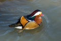 Colorful mandarin duck on water Royalty Free Stock Photo