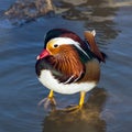 Colorful mandarin duck on water Royalty Free Stock Photo