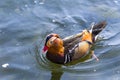 Colorful Mandarin duck & x28;Yuanyang& x29; & x29; swimming in pond Royalty Free Stock Photo