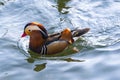 Colorful Mandarin duck Yuanyang  swimming in pond Royalty Free Stock Photo