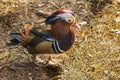 Colorful Mandarin Duck Royalty Free Stock Photo