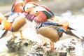 Colorful mandarin ducks standing on the rock