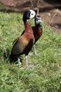 colorful mandarin ducks