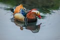 Colorful mandarin male duck in water