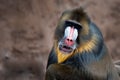 Colorful mandrill Royalty Free Stock Photo